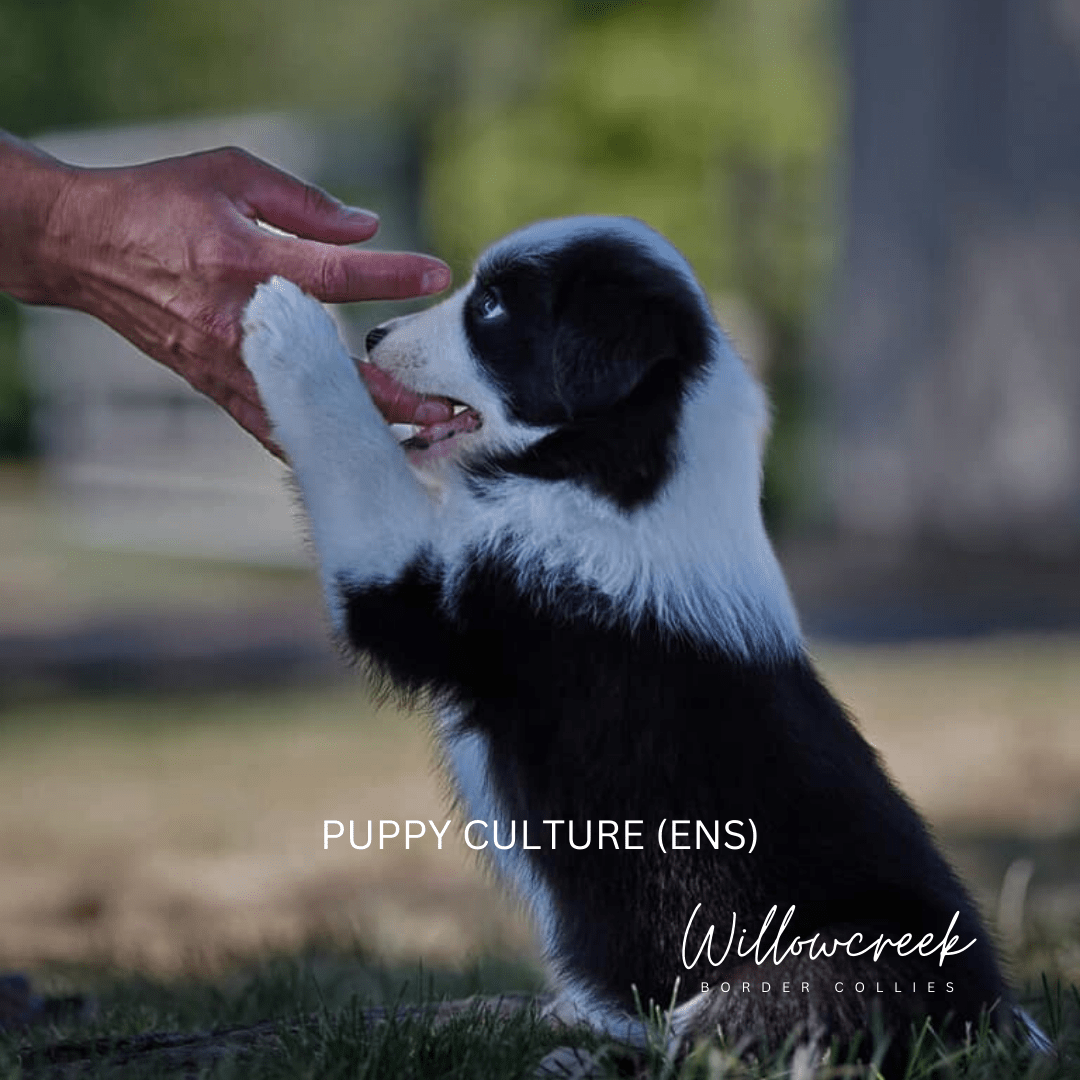 CBCA | Canadian Border Collie Association | Purebred Border Collies