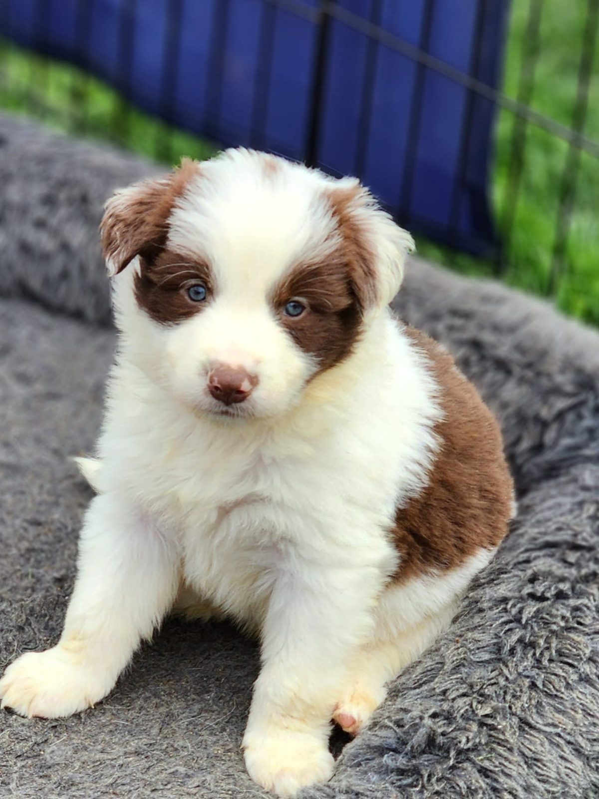 Willowcreek Border Collie Puppies | Border Collie Breeders in Canada