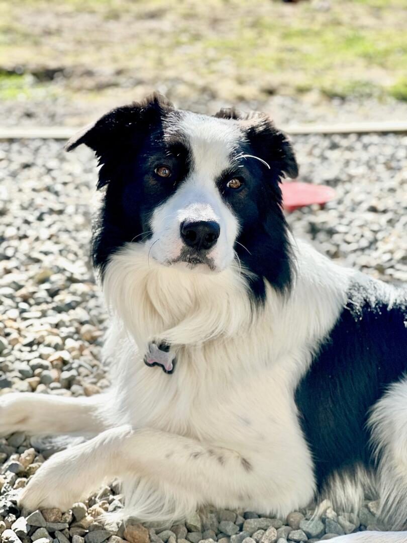 Willowcreek Border Collies | Jax