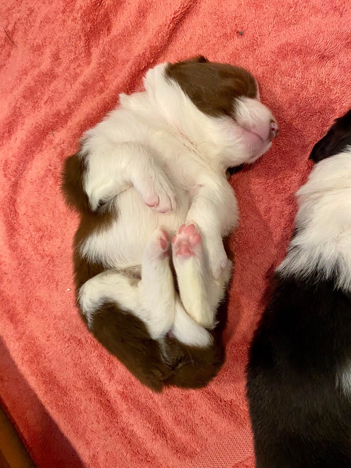 Available Border Collie Puppies