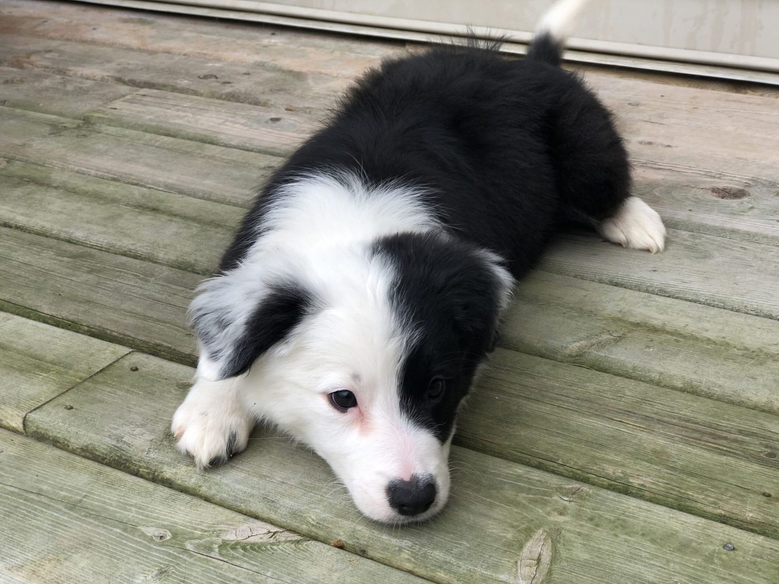 Willowcreek Border Collie Puppies | Border Collie Breeders in Canada