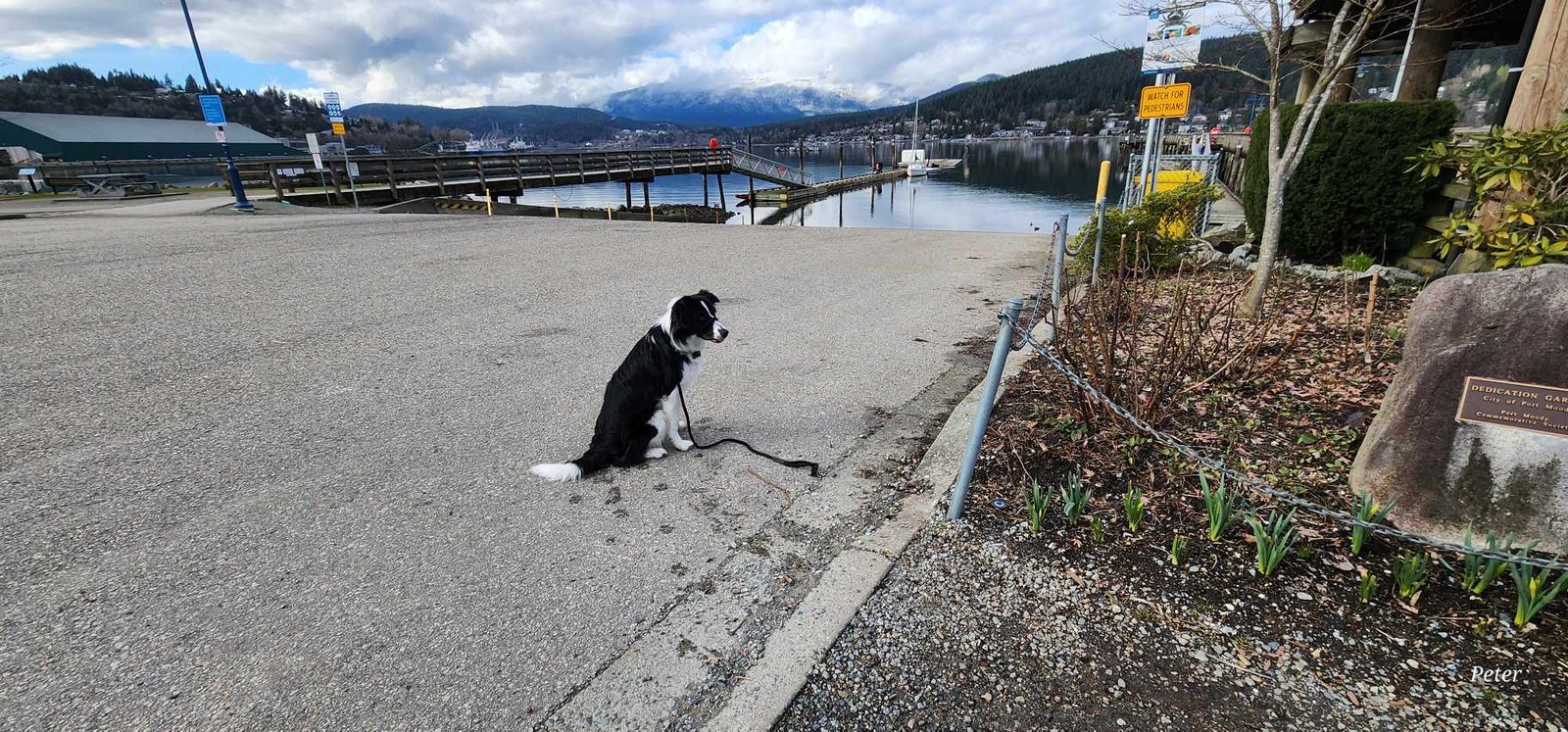 Willowcreek Border Collies | Lizzie