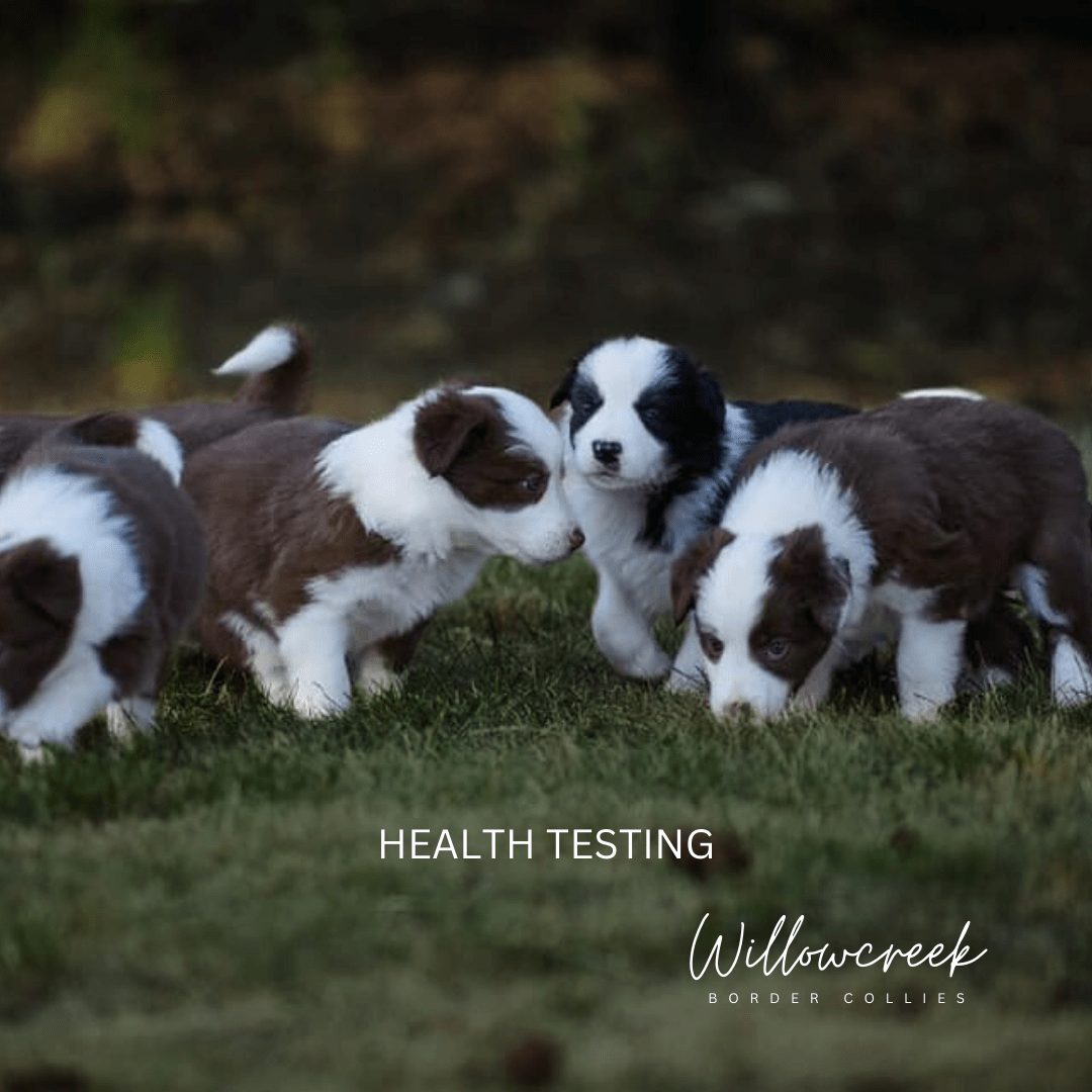 Health Testing, OFA | Responsible Breeding of Border Collies