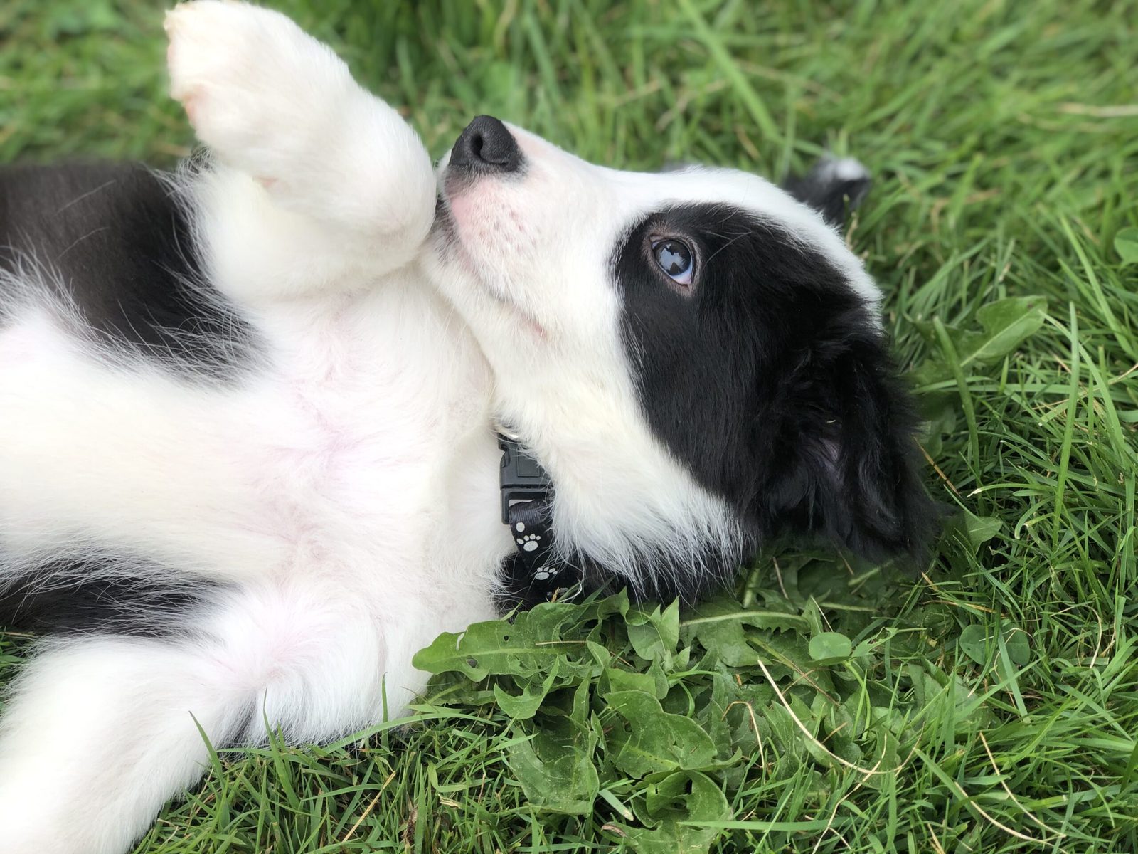Willowcreek Border Collie Puppies | Border Collie Breeders in Canada