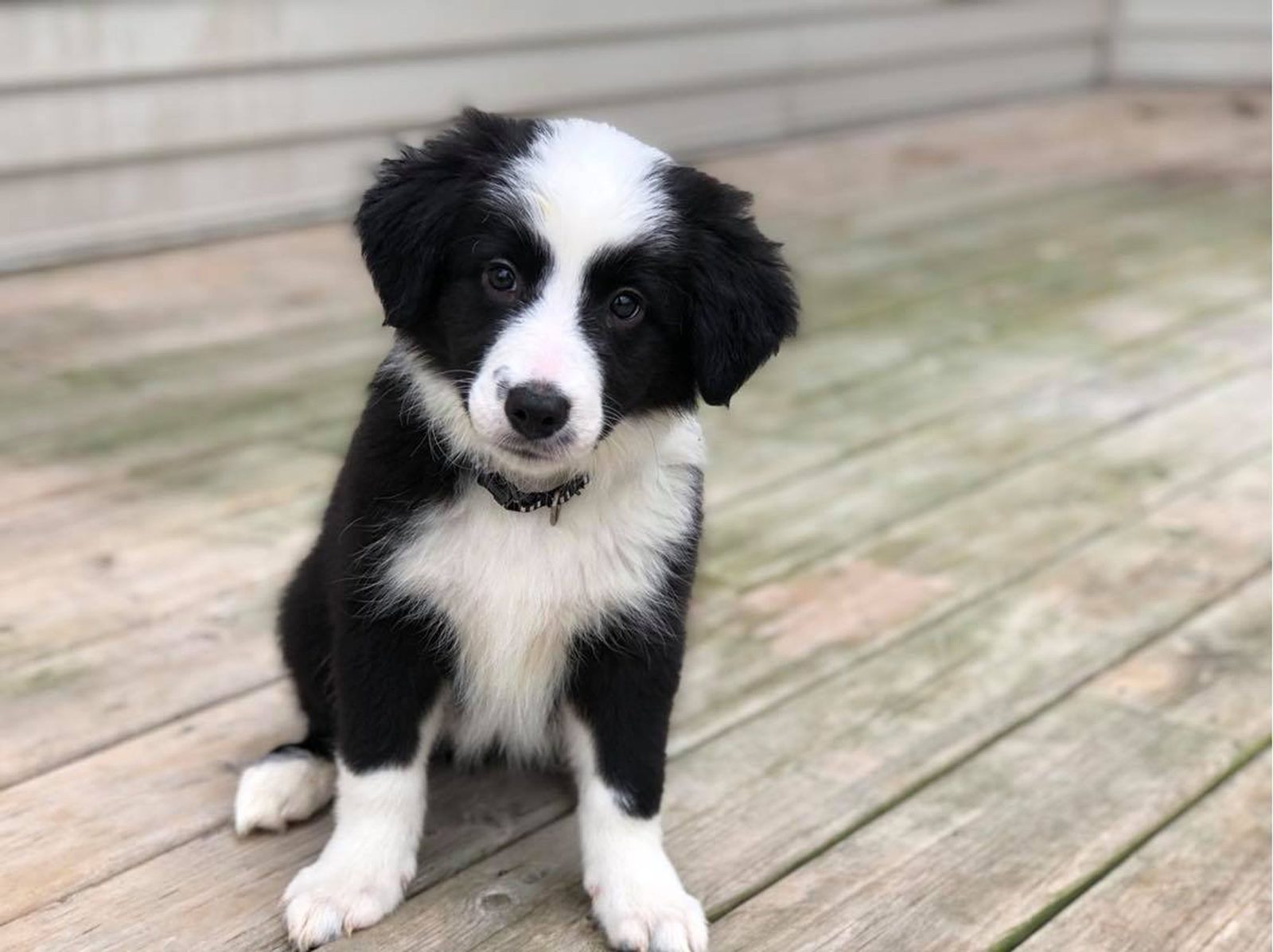 Willowcreek Border Collie Puppies | Border Collie Breeders in Canada