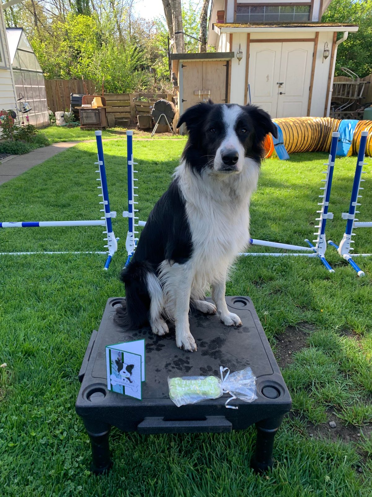 Available Border Collie Puppies