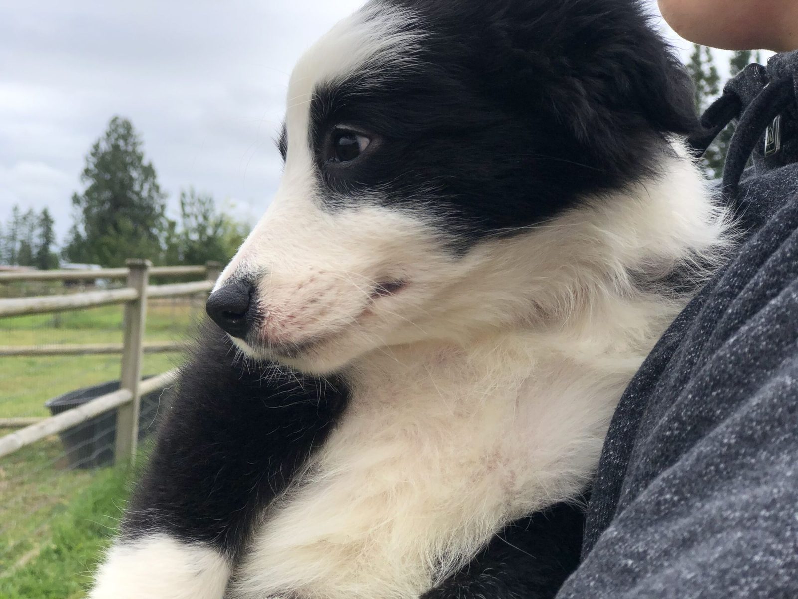 Willowcreek Border Collie Puppies | Border Collie Breeders in Canada