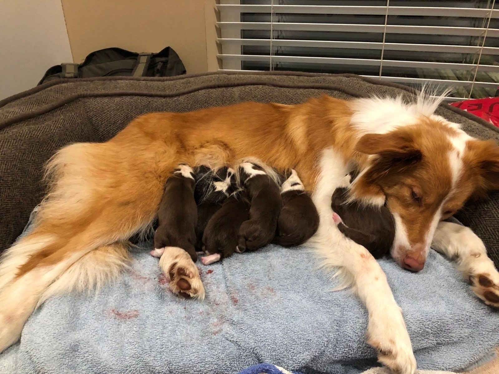 Willowcreek Border Collie Puppies | Border Collie Puppies in Canada