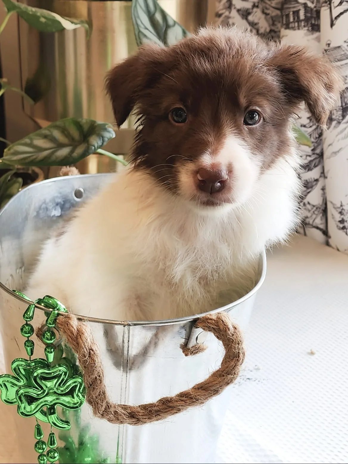 available border collie puppies in Ontario