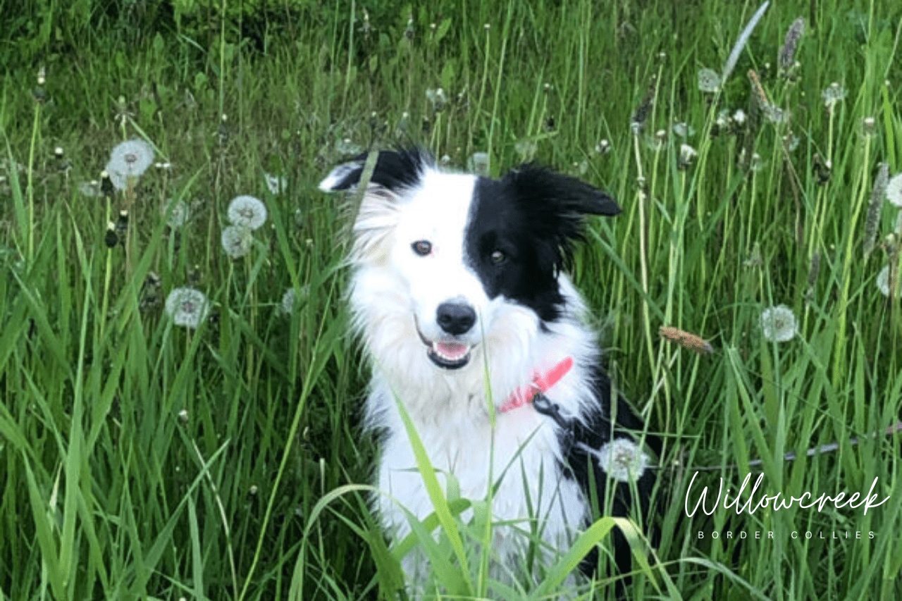 Best Border Collie Breeder