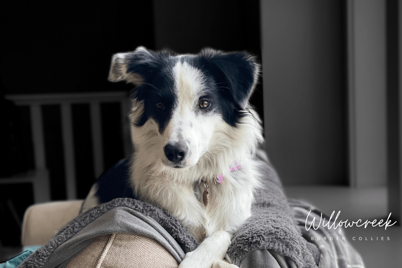 What Our Owners Say — Border Collie Breeder Reviews