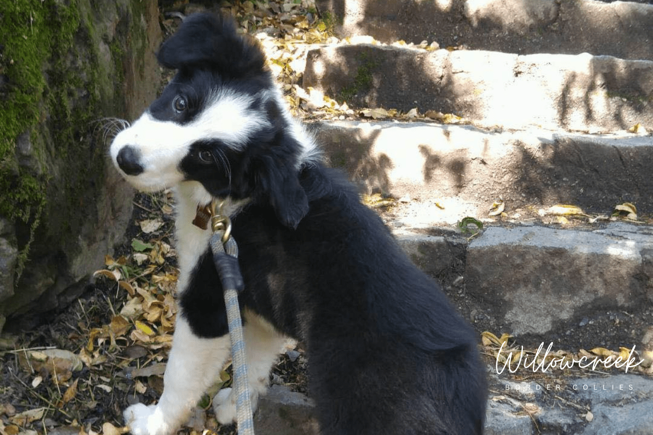 What Our Owners Say — Border Collie Breeder Reviews