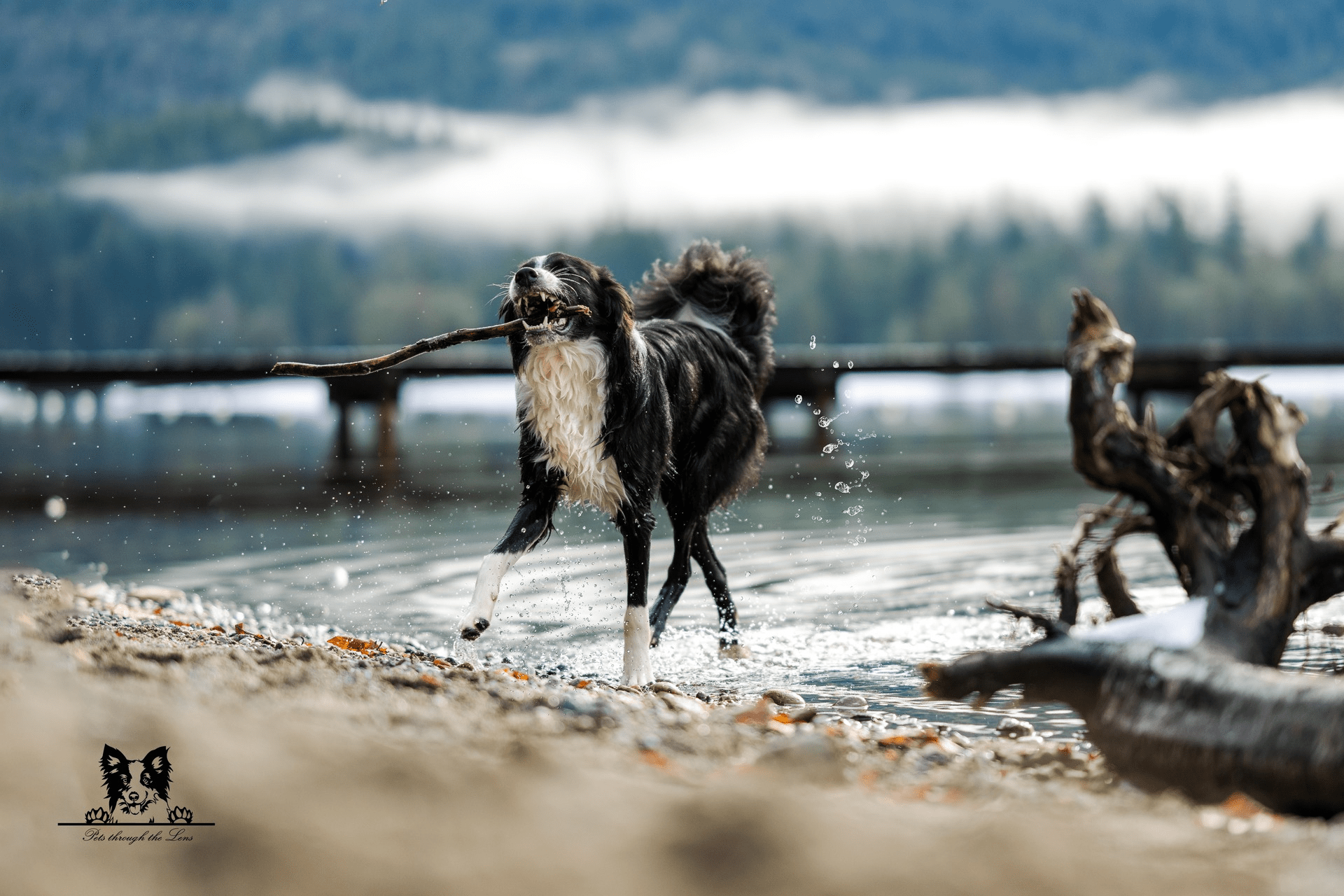 Pet Photography — Pets Through The Lens