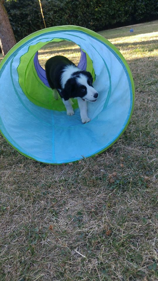 Willowcreek Border Collie Puppies | Border Collie Breeders in Canada