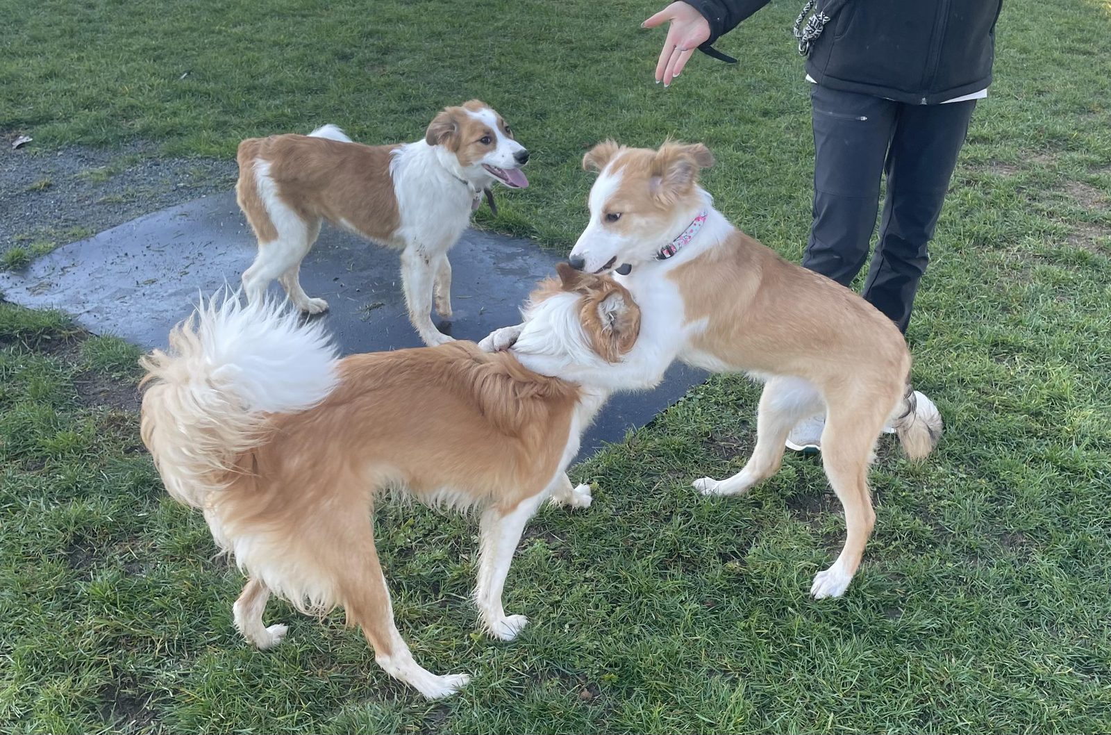 Willowcreek Border Collies | Border Collie Puppies