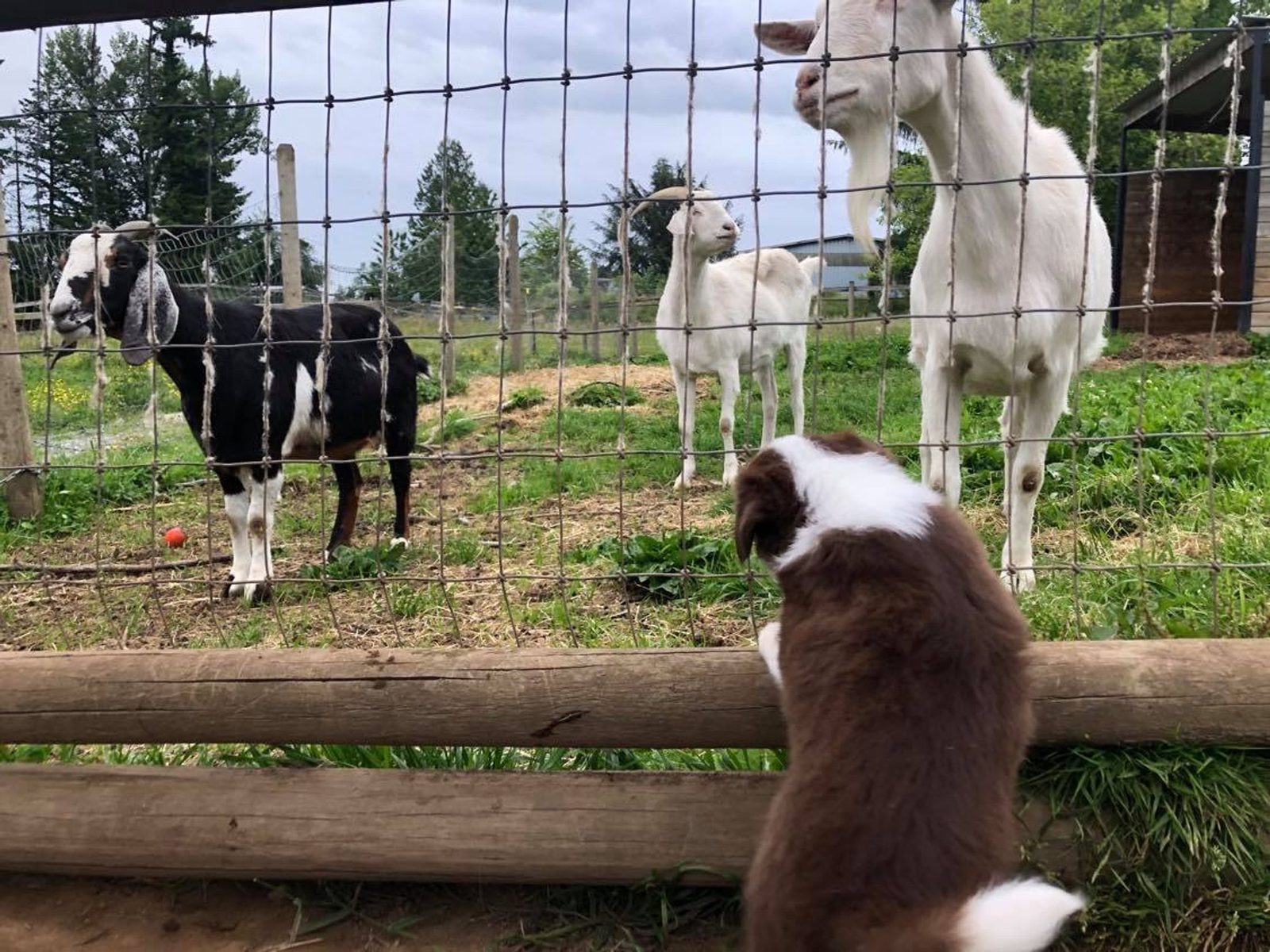 Willowcreek Border Collie Puppies | Border Collie Puppies in Canada