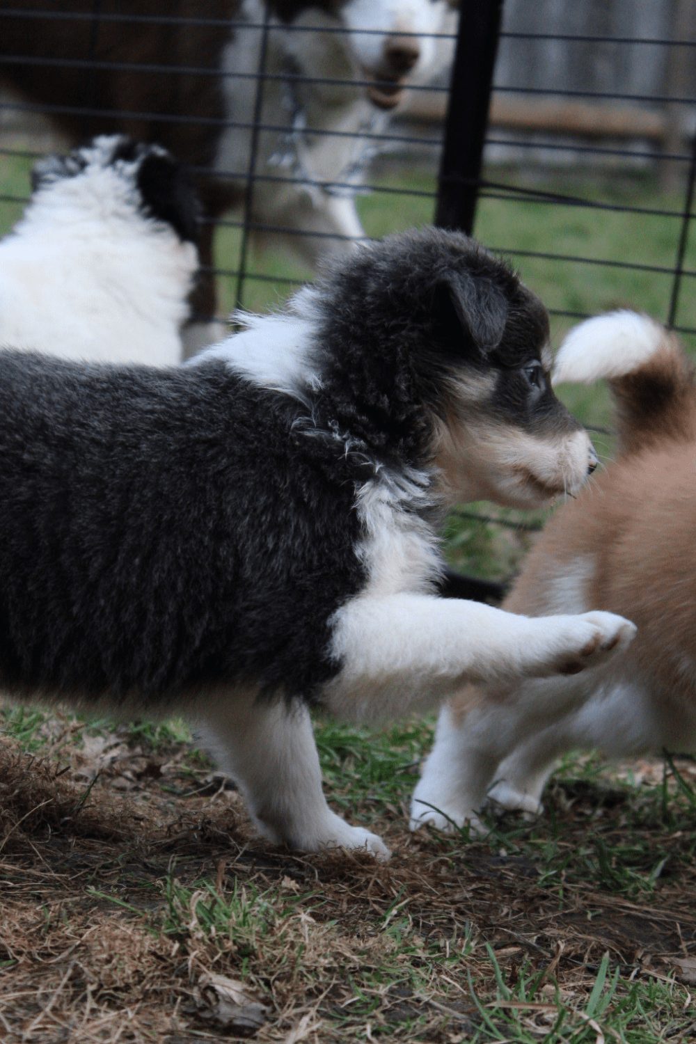 Willowcreek Border Collies | Border Collie Breeders in Canada