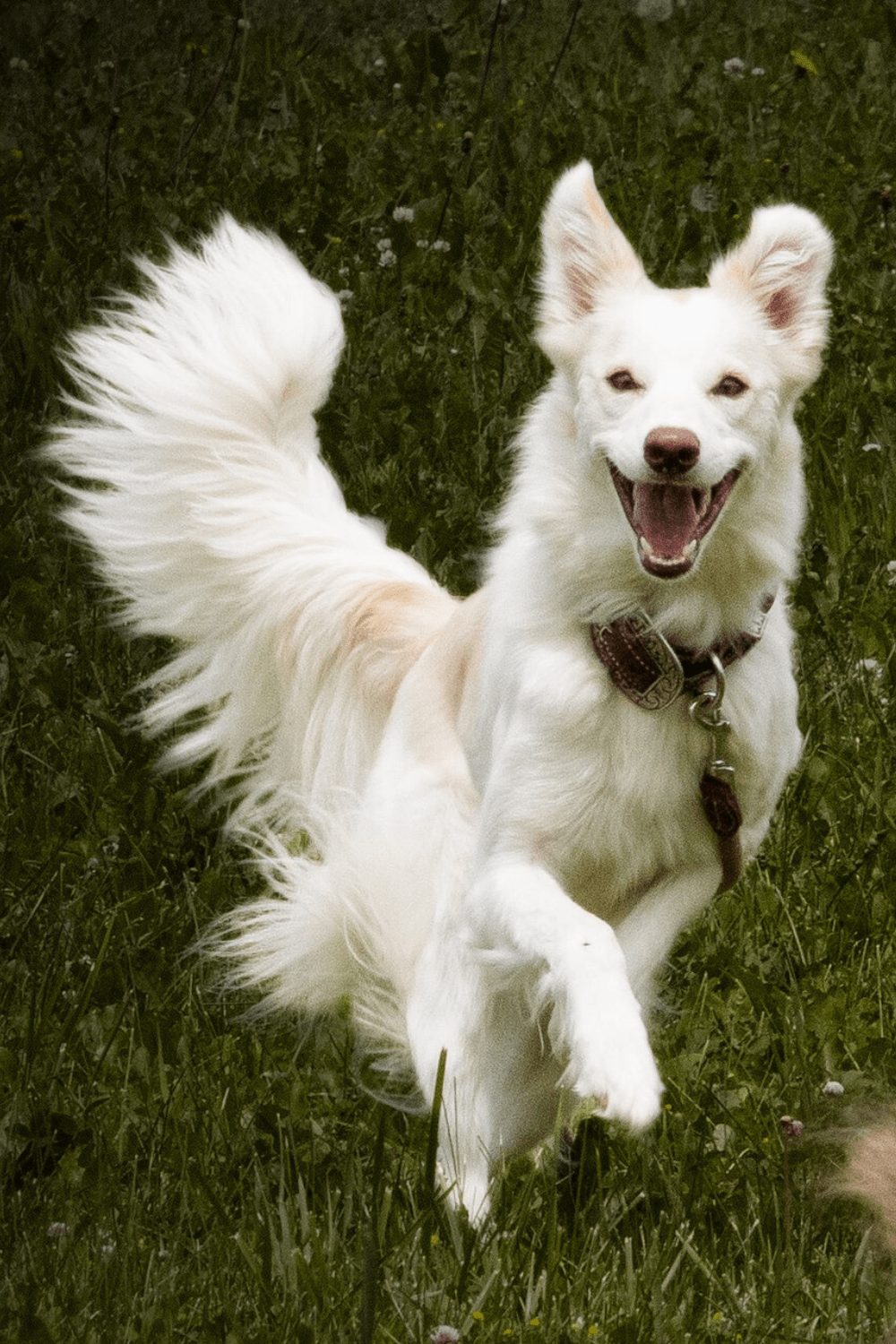 Willowcreek Border Collie Puppies | Border Collie Breeders in Canada
