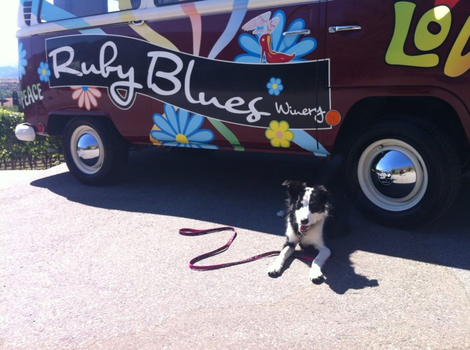 Riley on an outing at Ruby Blues Winery
