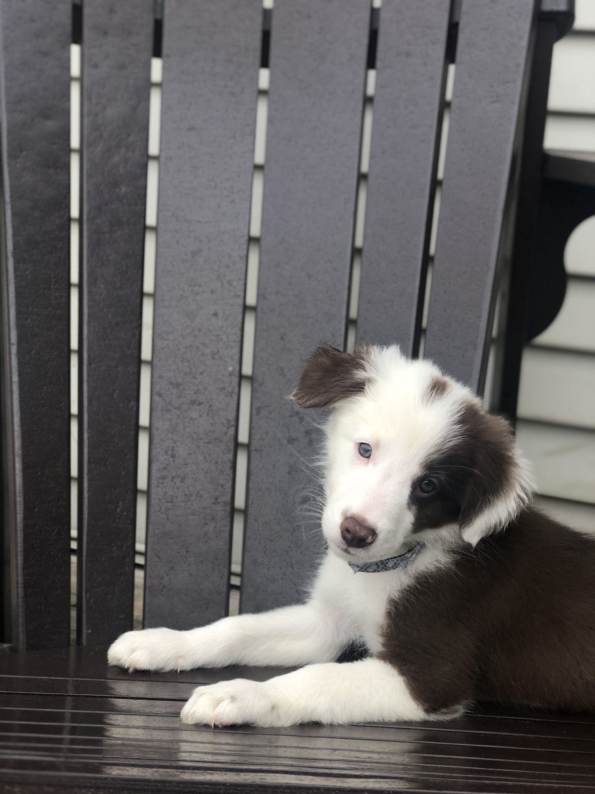 Willowcreek Border Collie Puppies | Border Collie Breeders in Canada