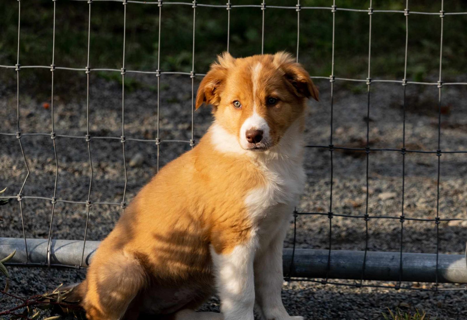 Best Border Collie Breeder in BC