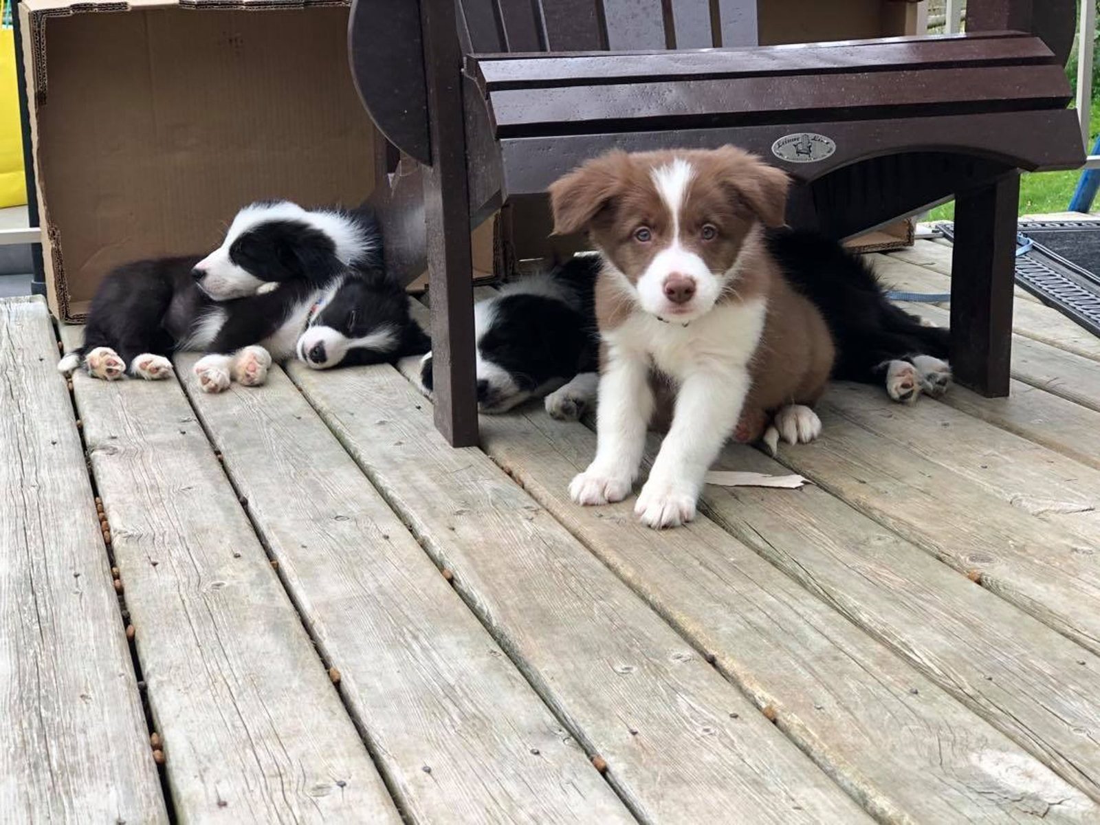 Willowcreek Border Collie Puppies | Border Collie Breeders in Canada