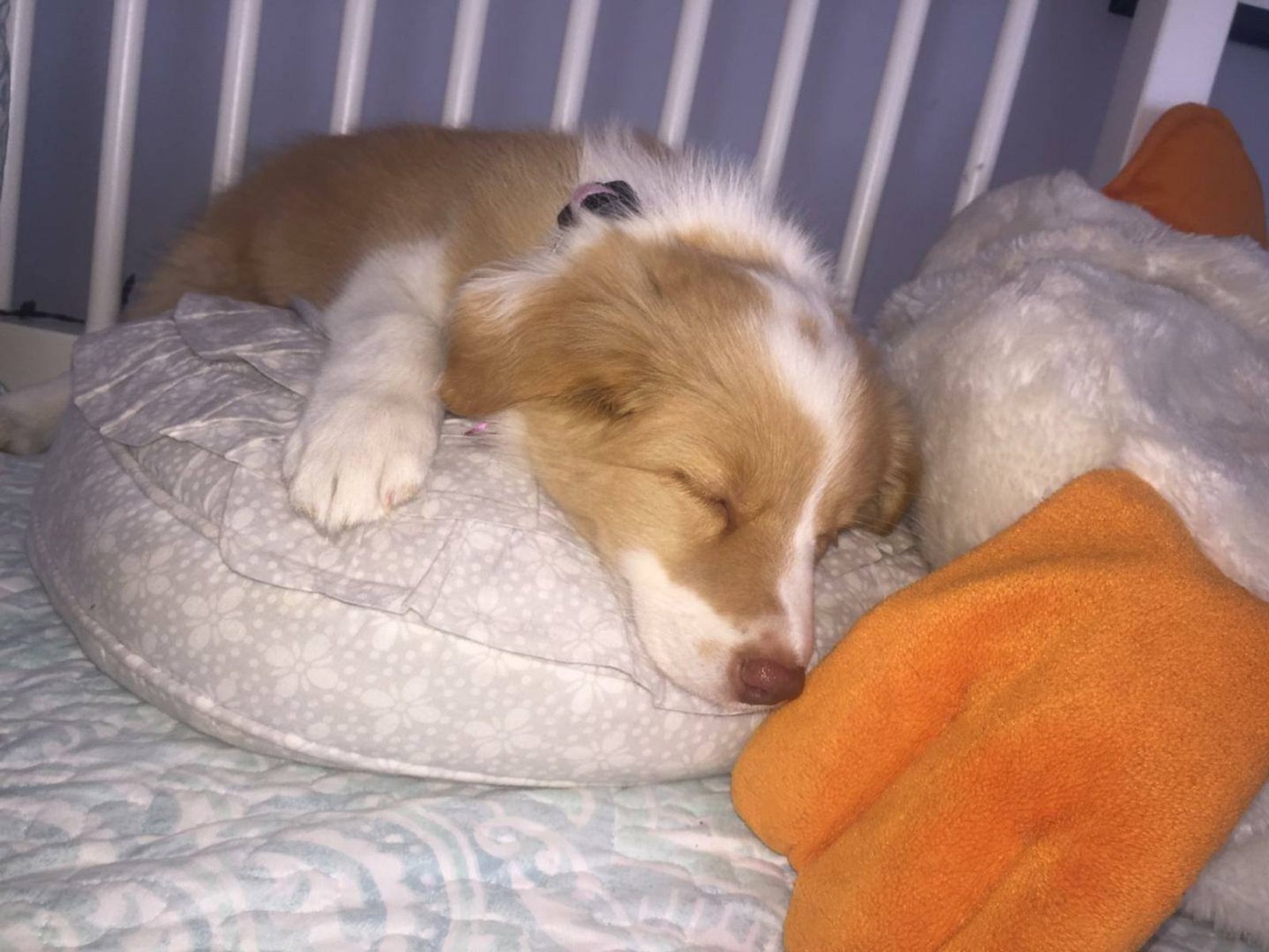 Willowcreek Border Collie Puppies | Border Collie Puppies in Canada