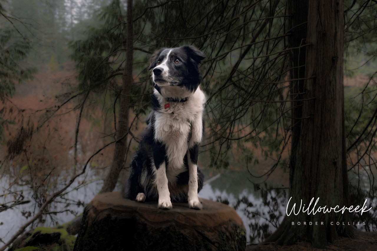 Border Collie Sire