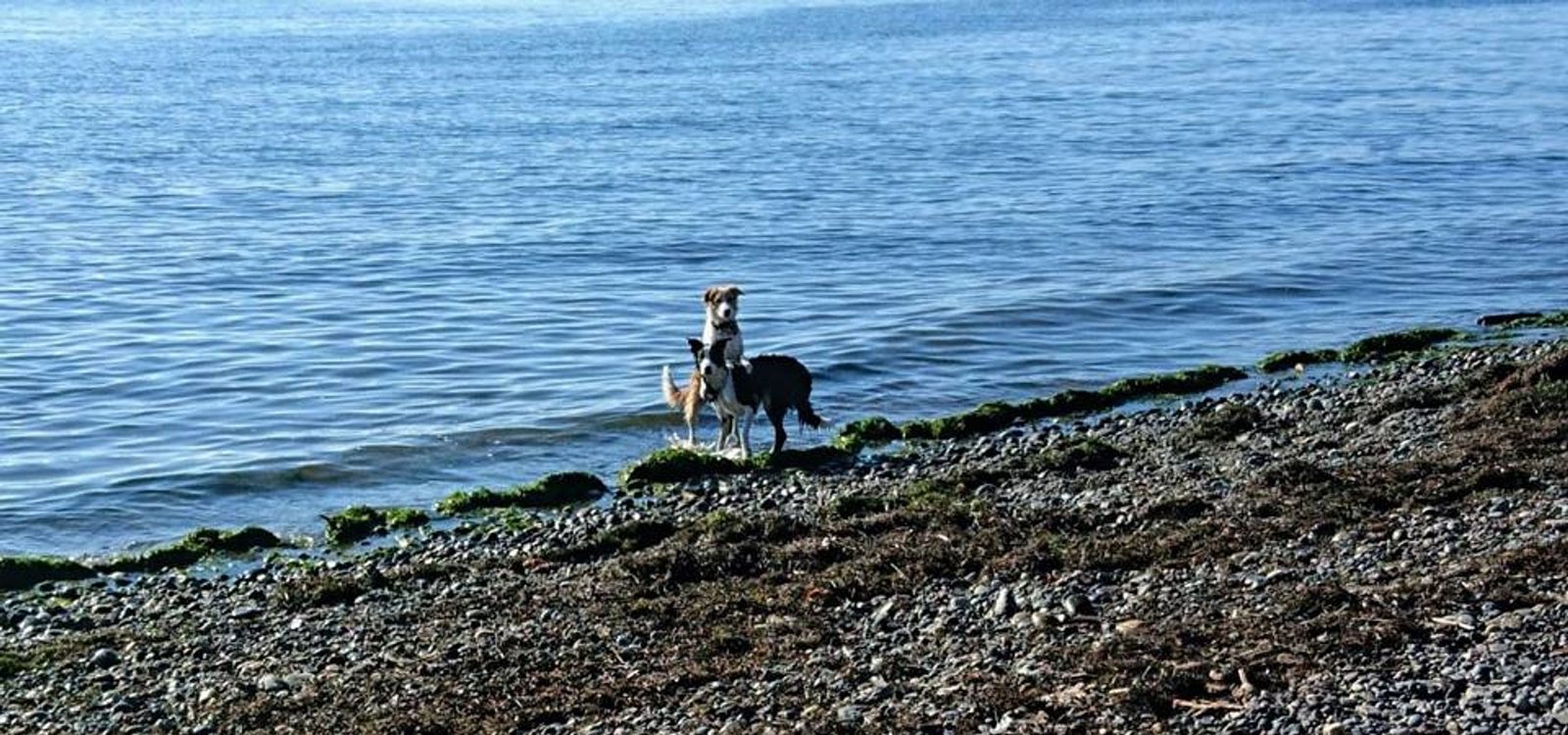 Willowcreek Border Collie Puppies | Border Collie Puppies in Canada