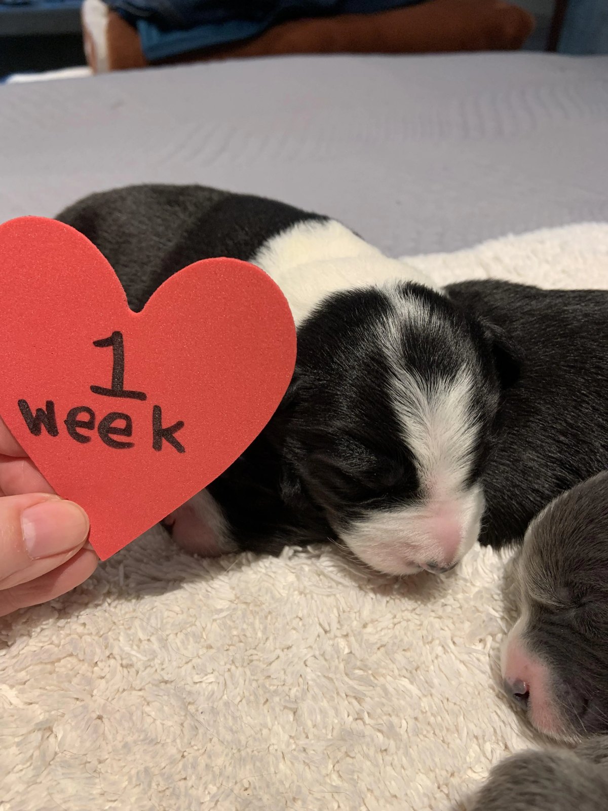 Available Border Collie Puppies