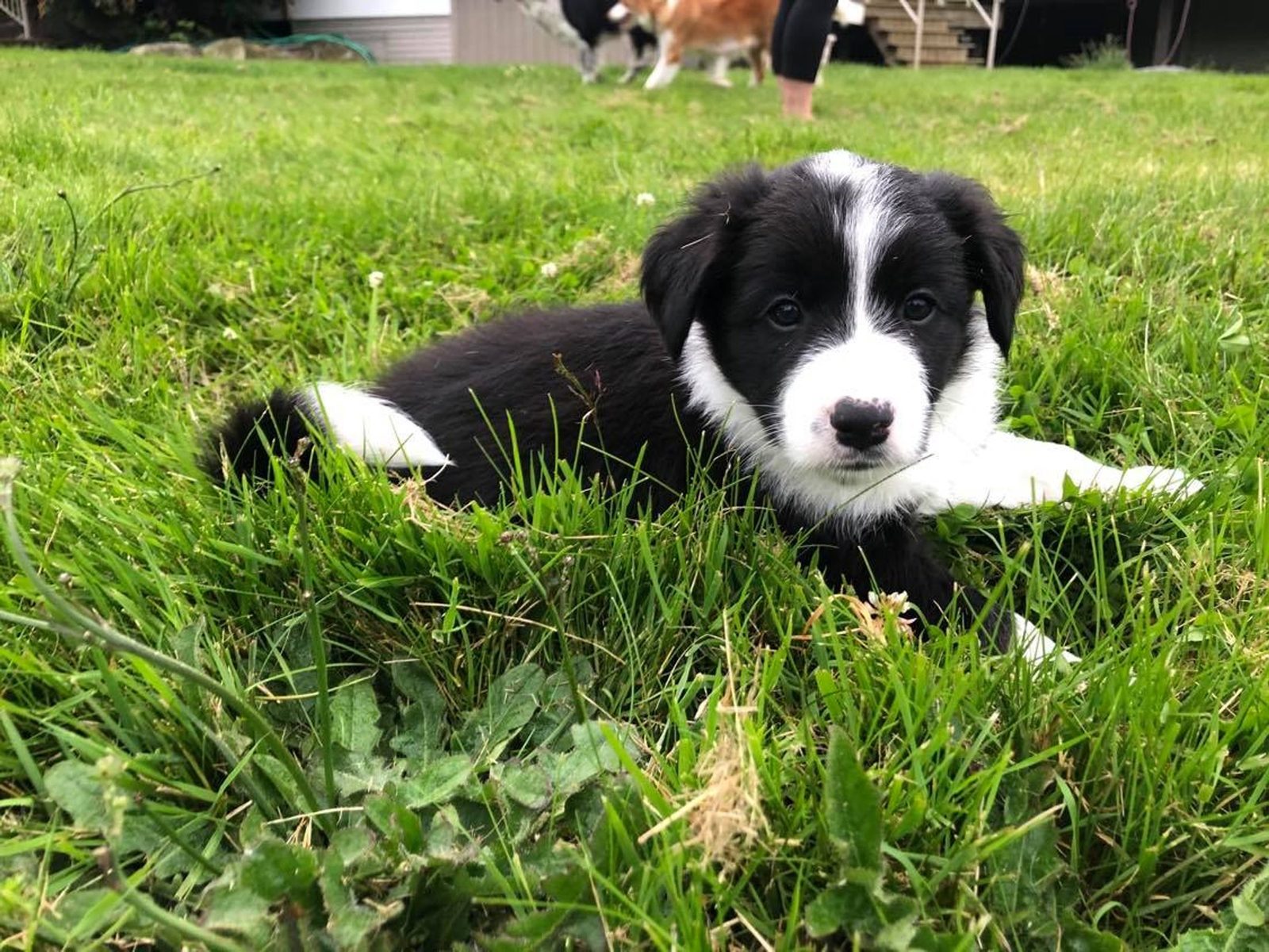 Willowcreek Border Collie Puppies | Border Collie Puppies in Canada
