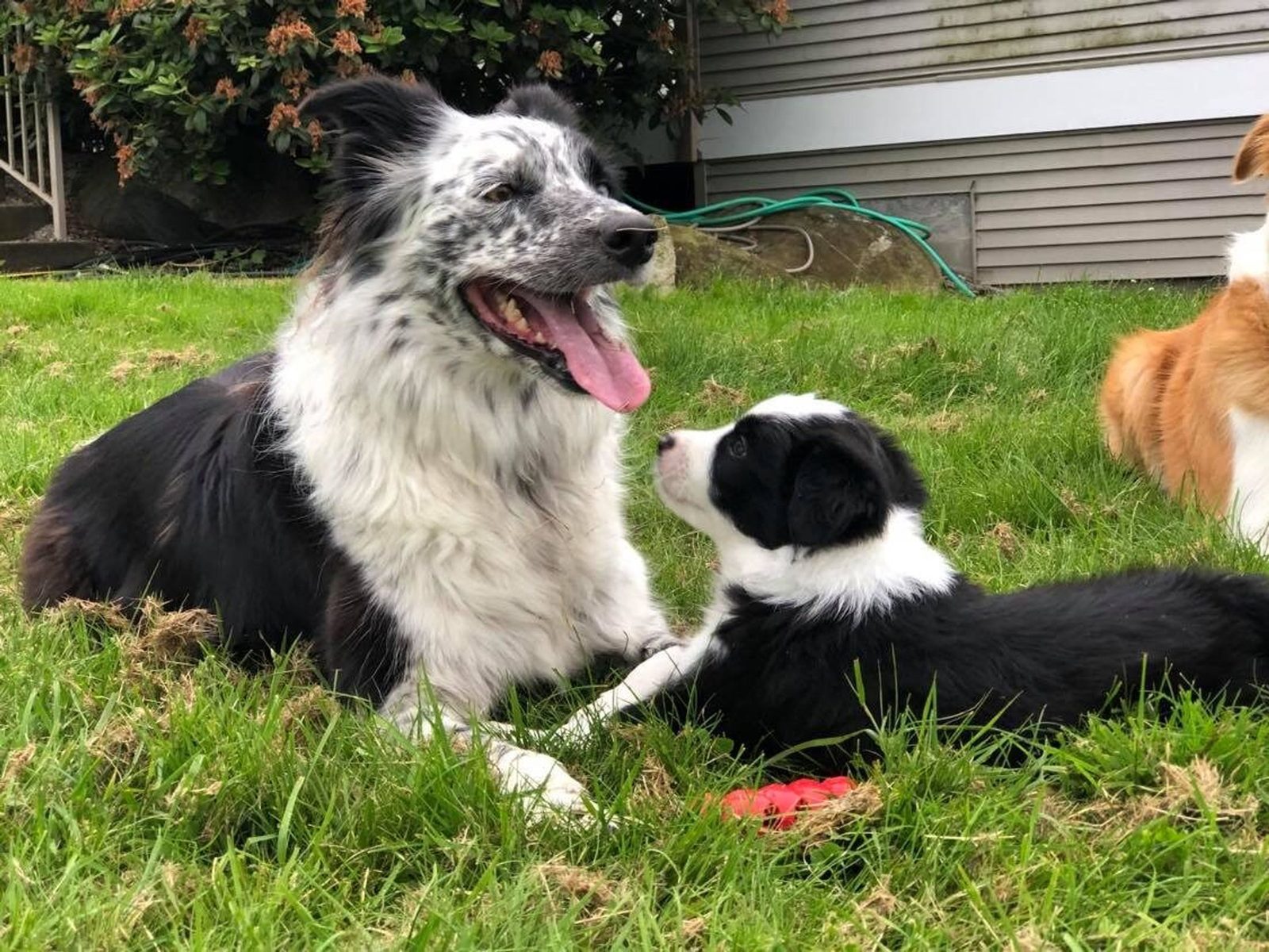 Willowcreek Border Collie Puppies | Border Collie Puppies in Canada