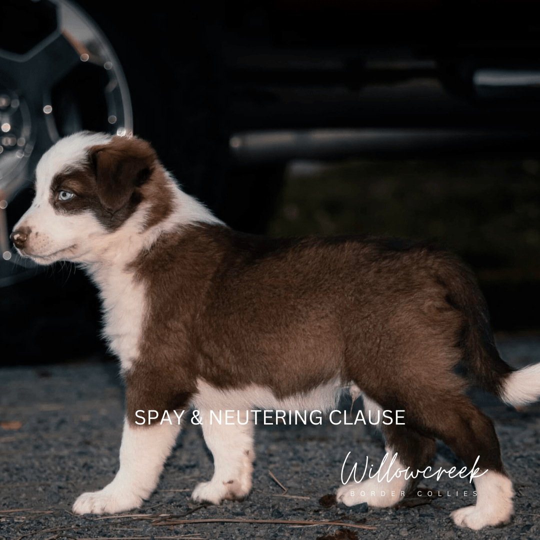 CBCA | Canadian Border Collie Association | Purebred Border Collies
