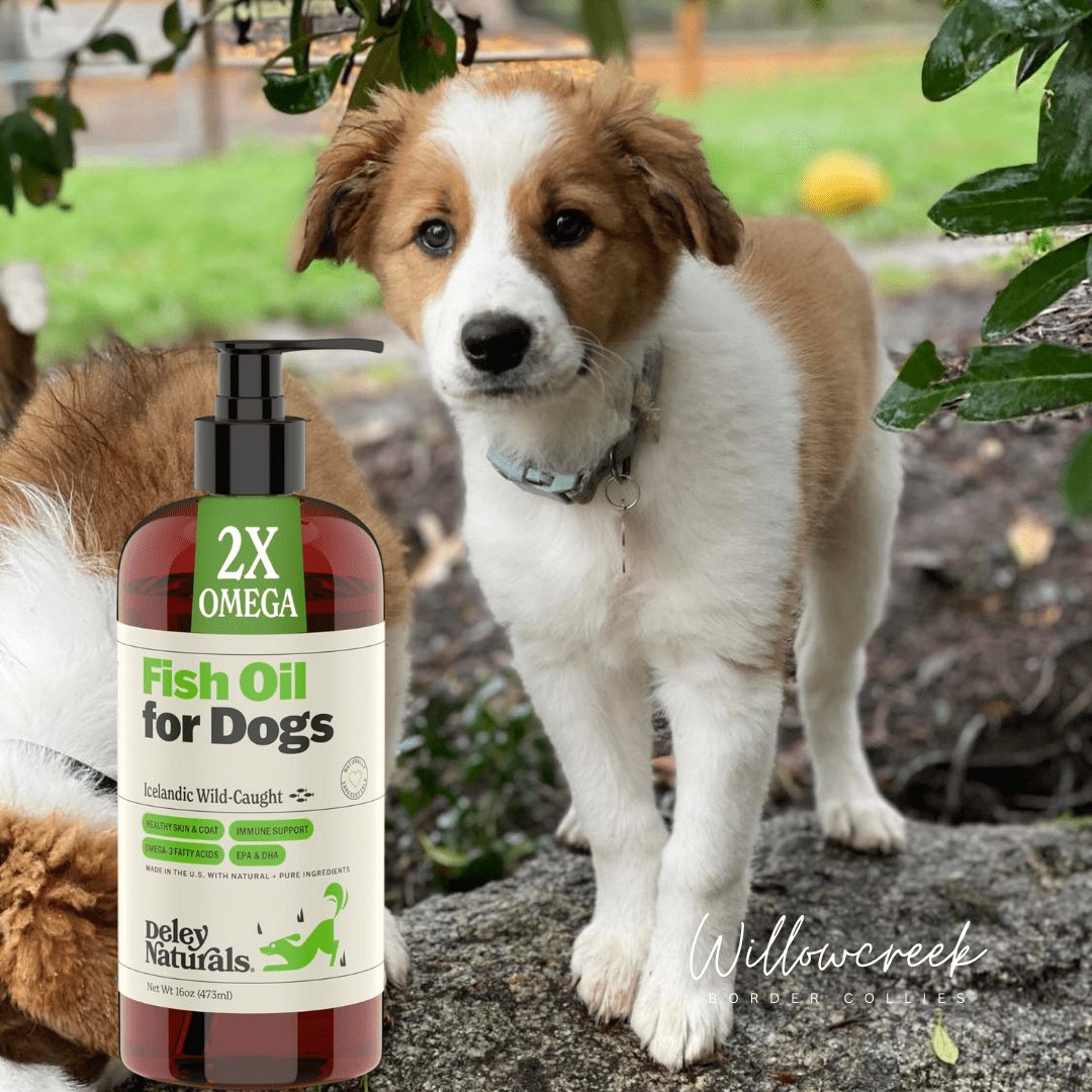 DHA Supplements for Dogs. Wild Caught Fish Oil for Dogs – Omega 3-6-9