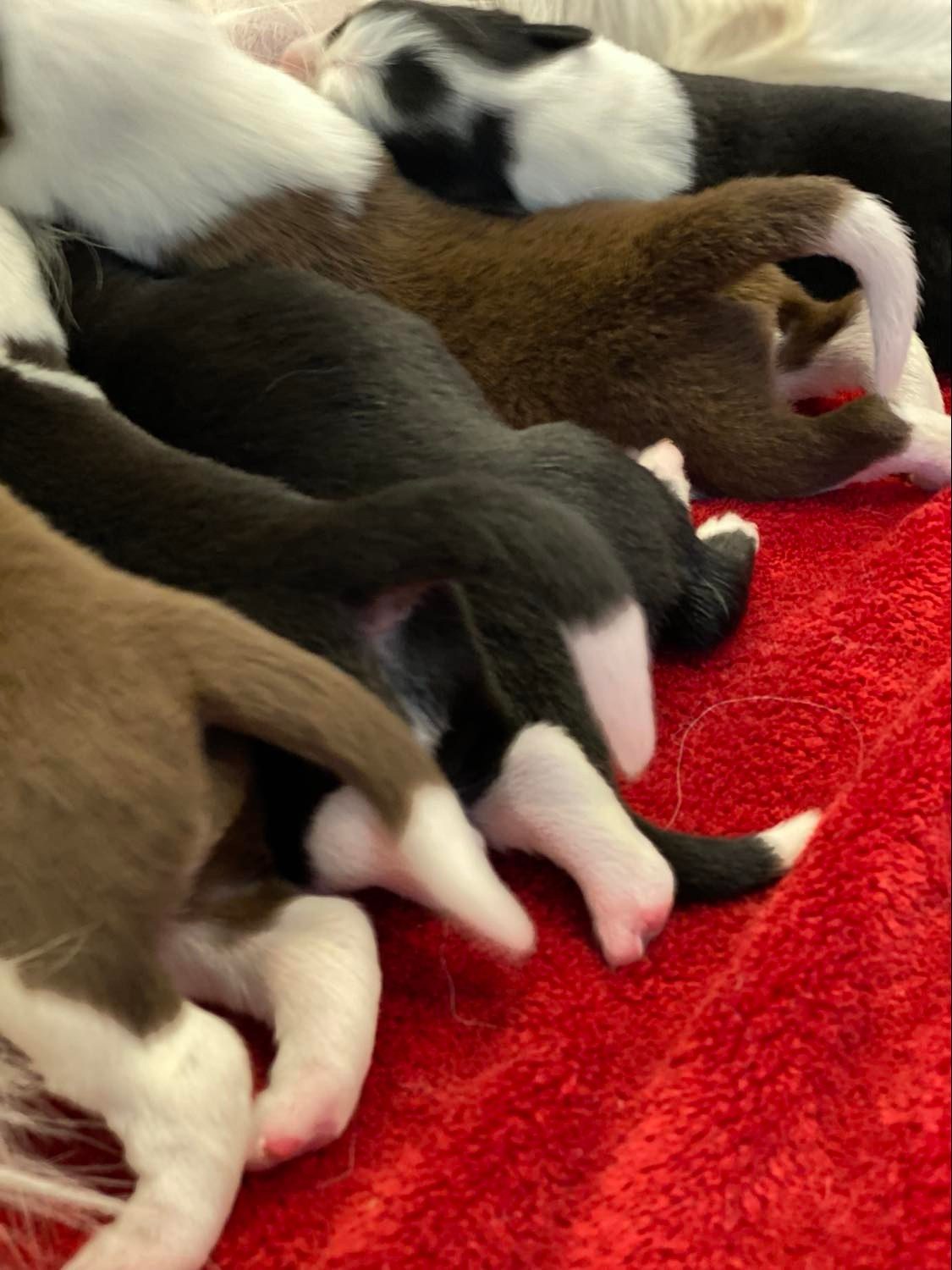 Available Border Collie Puppies
