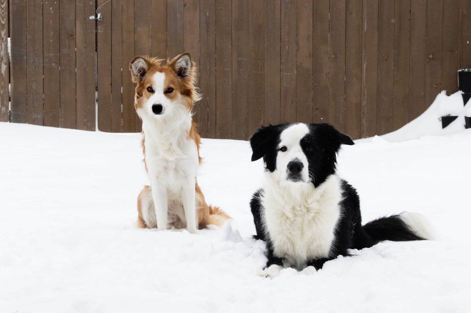 Willowcreek Border Collies | Border Collie Breeders in Canada
