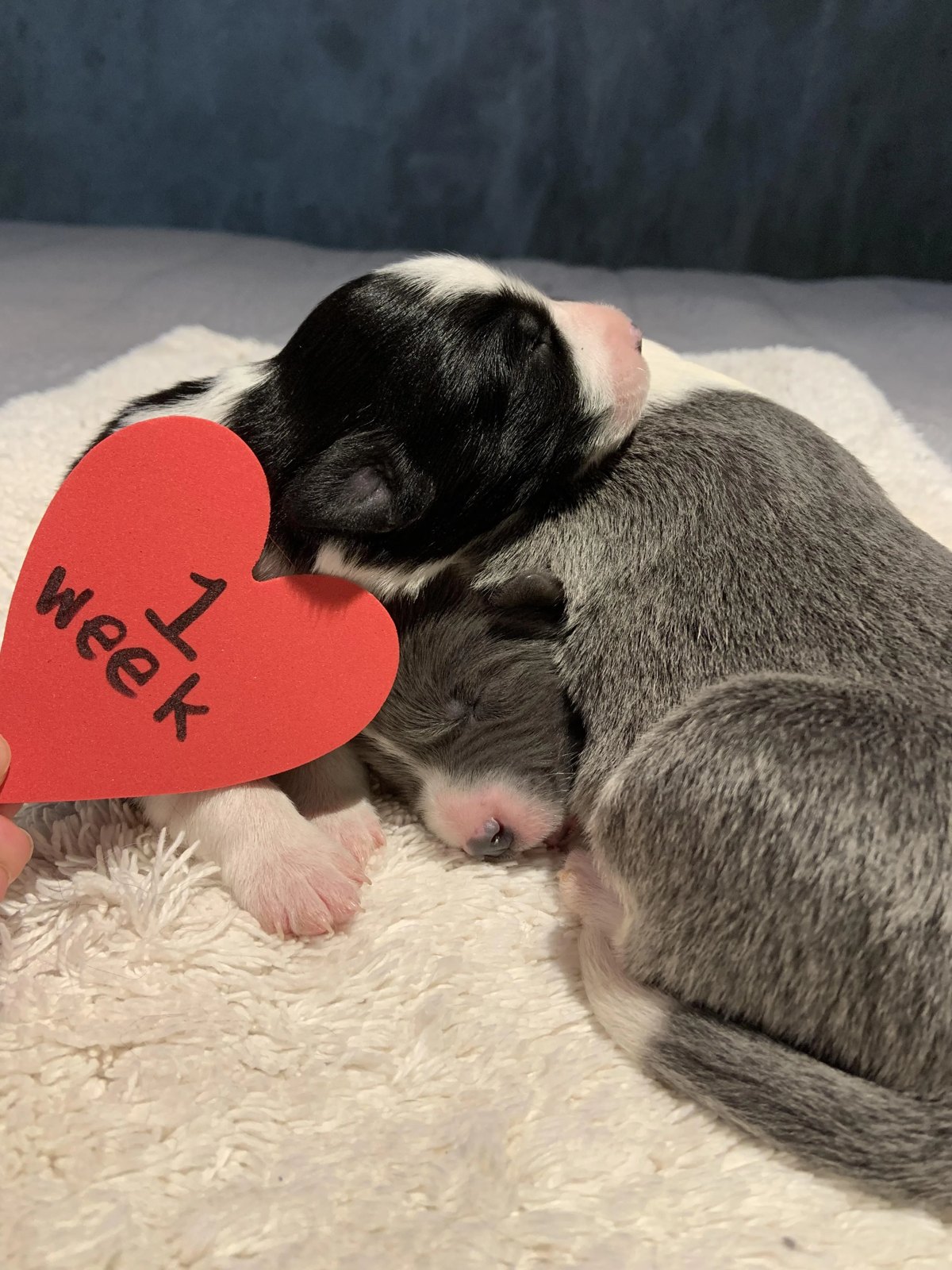 Available Border Collie Puppies