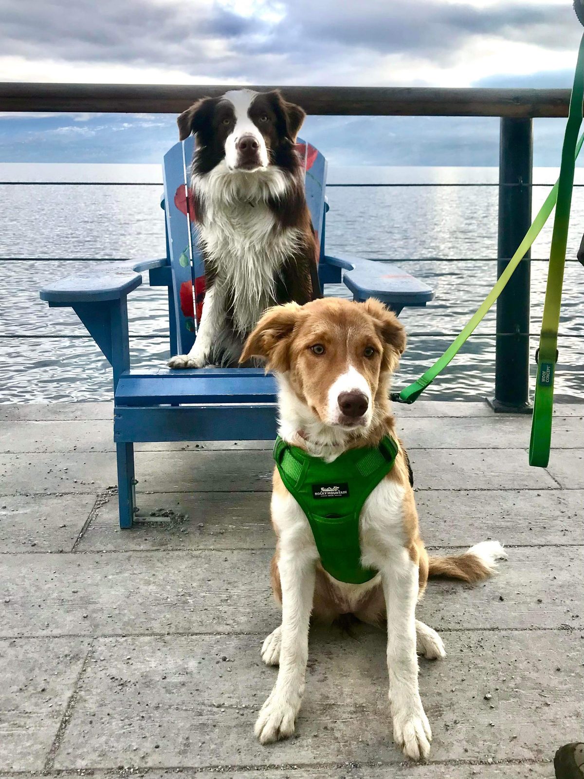 Willowcreek Border Collies | Border Collie Puppies