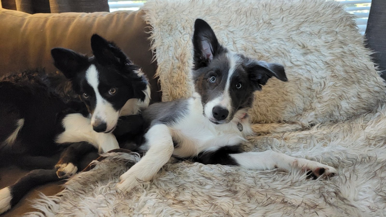 Blue Border Collie Puppies for sale