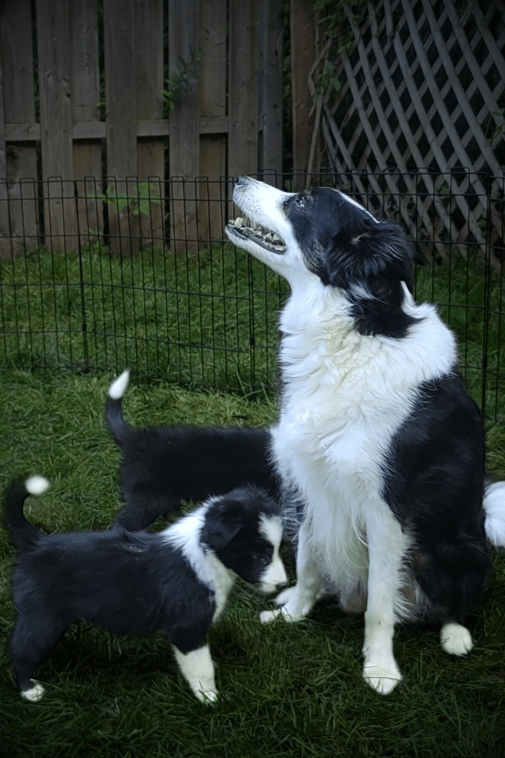 Riley in the garden with her puppies