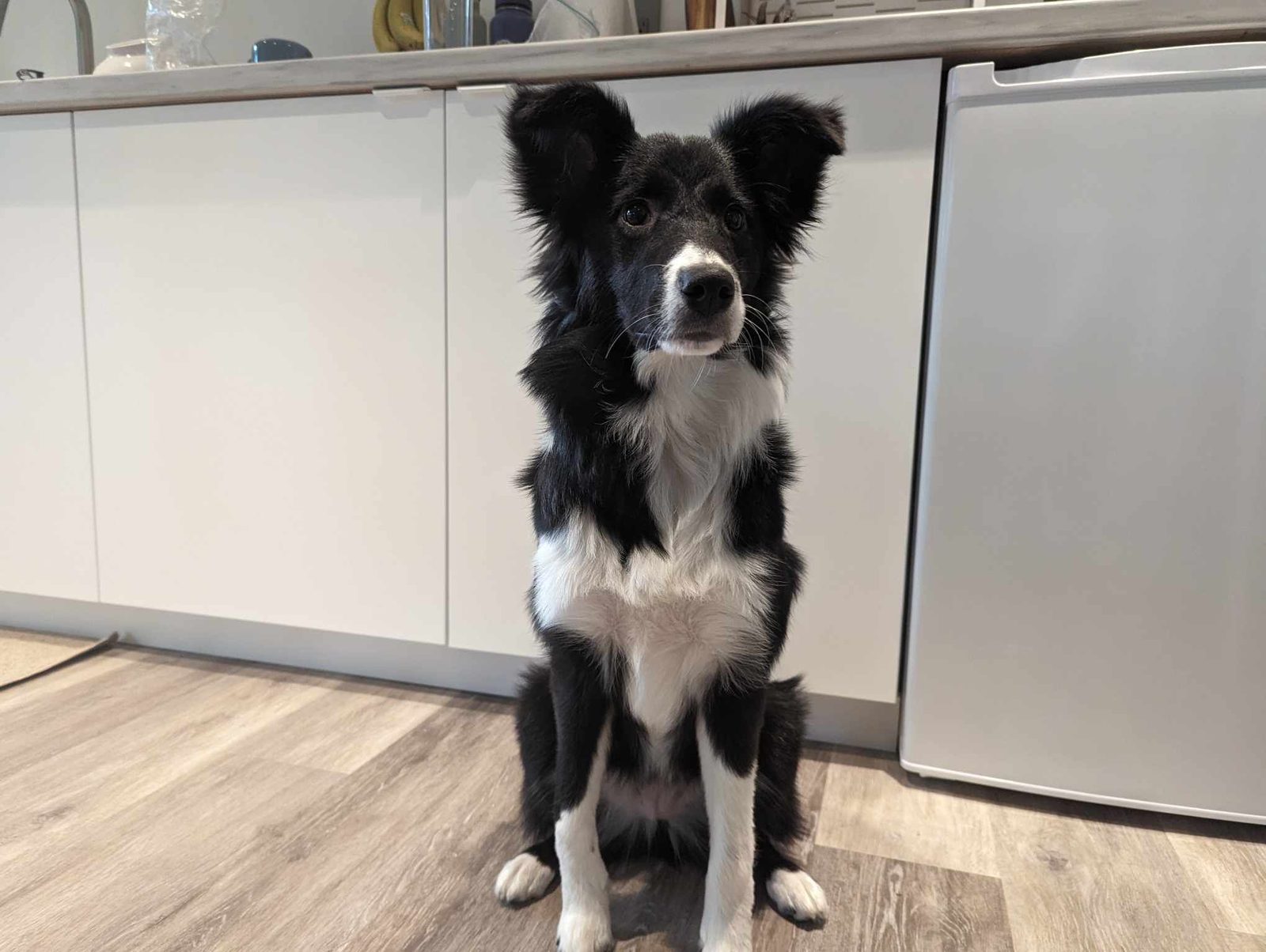 Willowcreek Border Collies | Lizzie