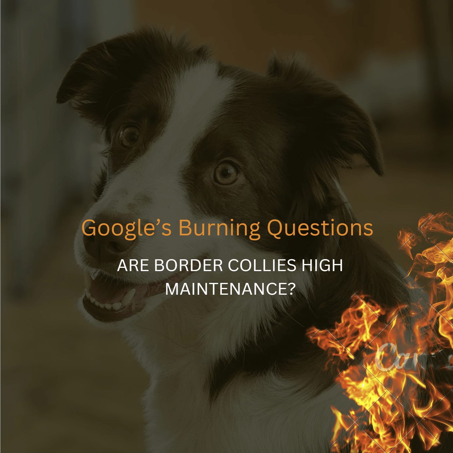 Are Border Collies High or Low Maintenance?