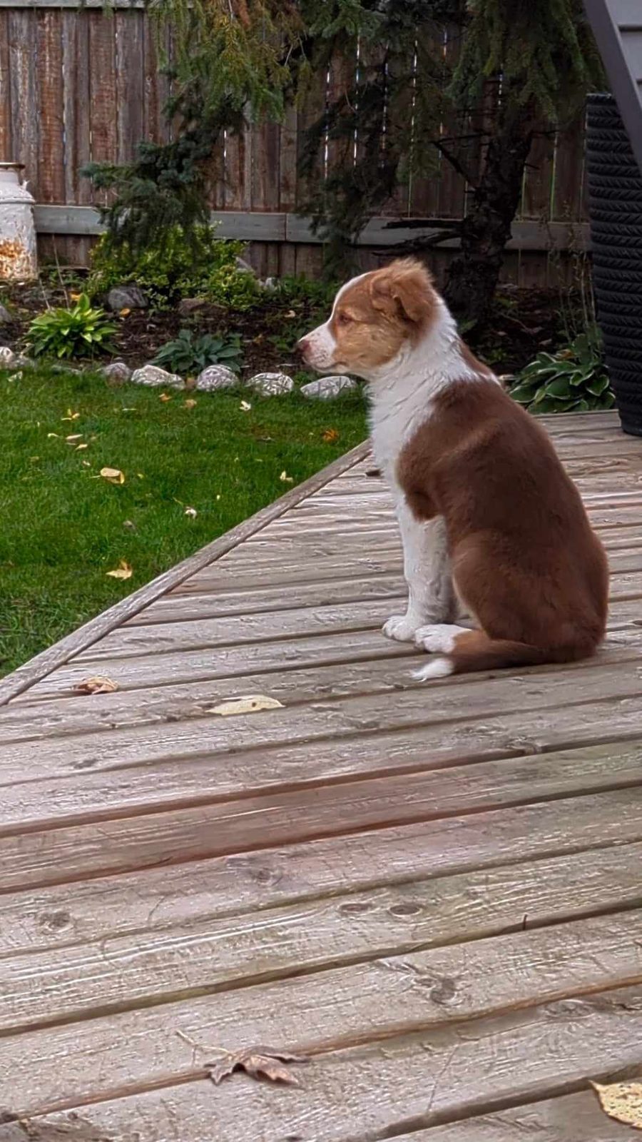 Available Border Collie Puppies