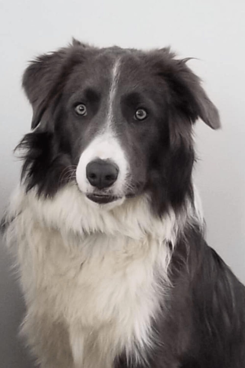 Willowcreek Border Collies | Border Collie Puppies