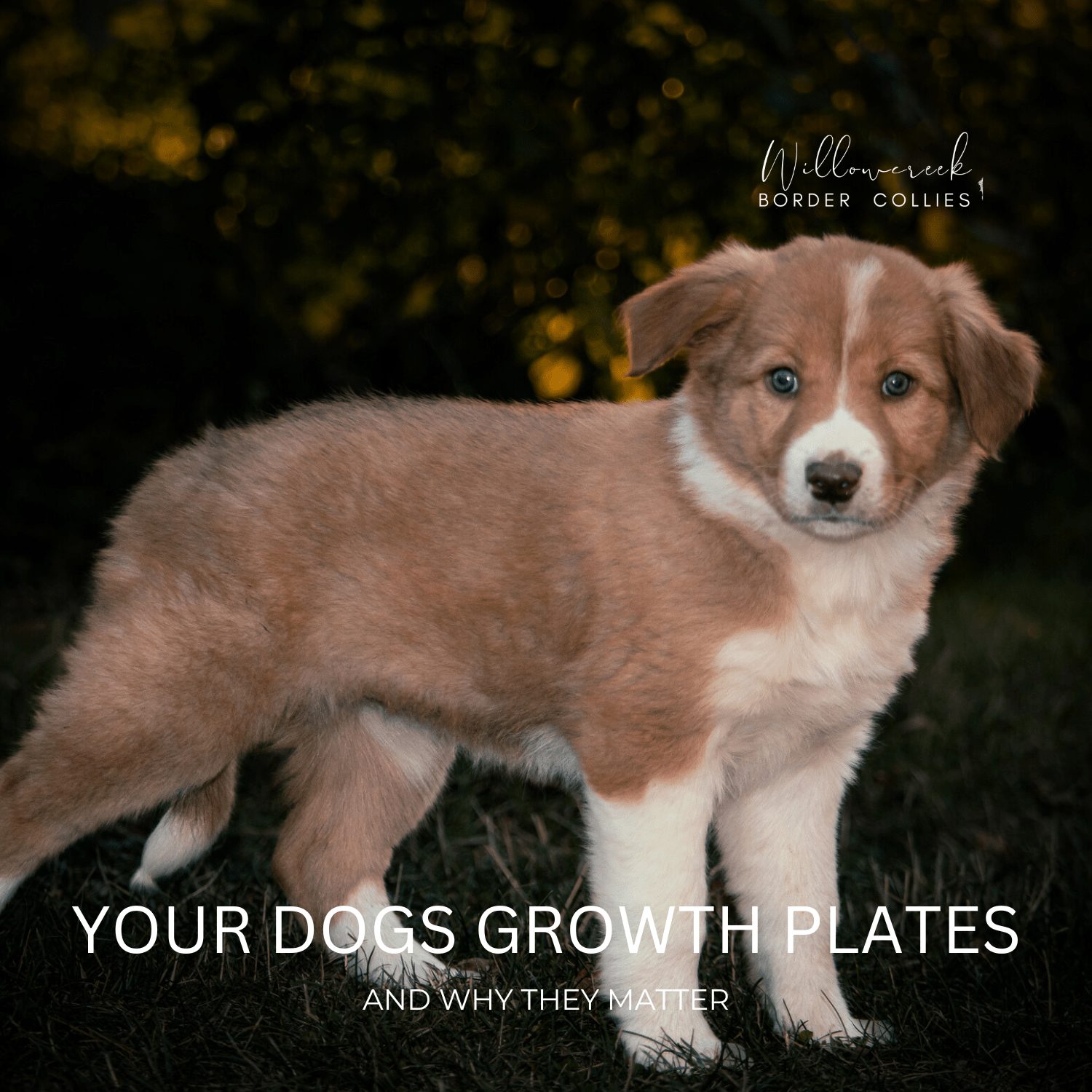 Growth Plates | Border Collie Growth Plates