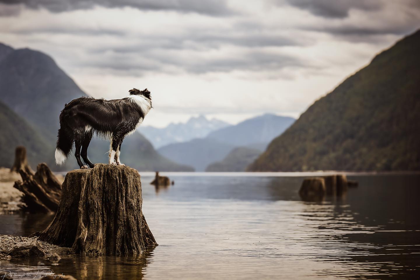 Pet Photography — Pets Through The Lens