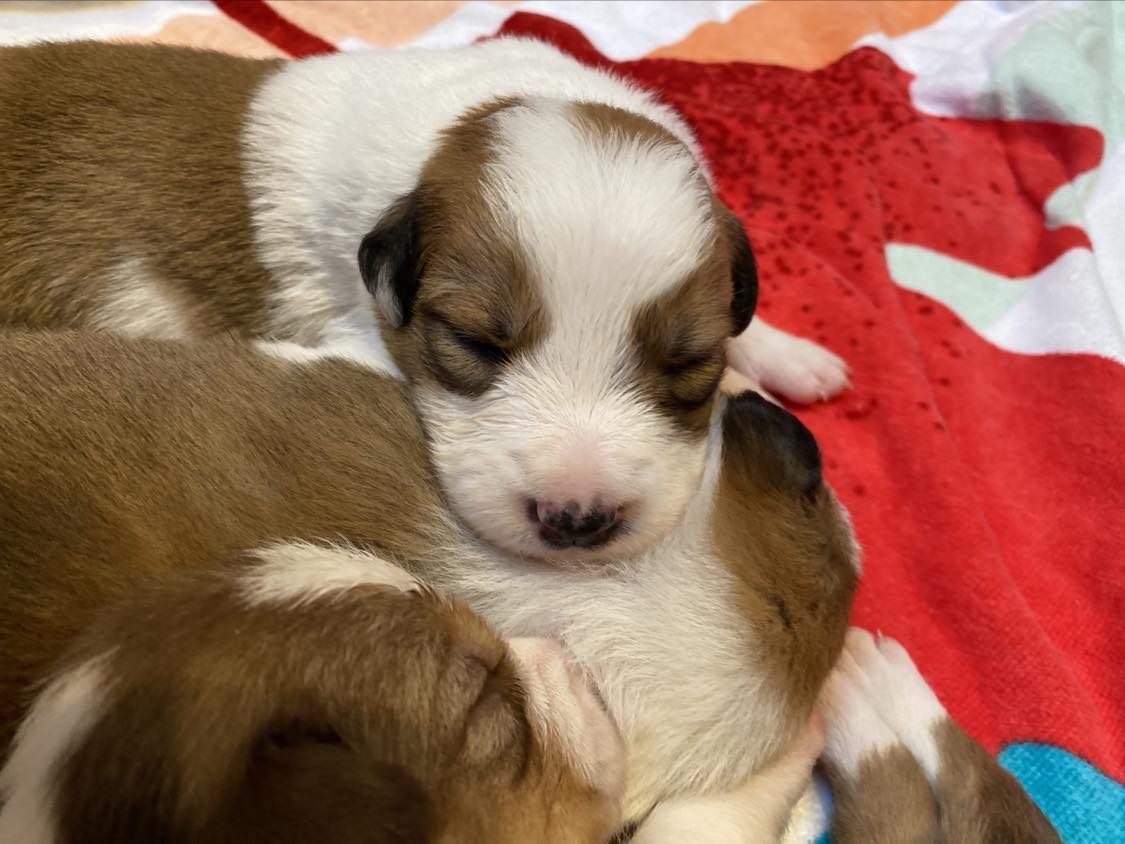 Willowcreek Border Collies | Border Collie Puppies