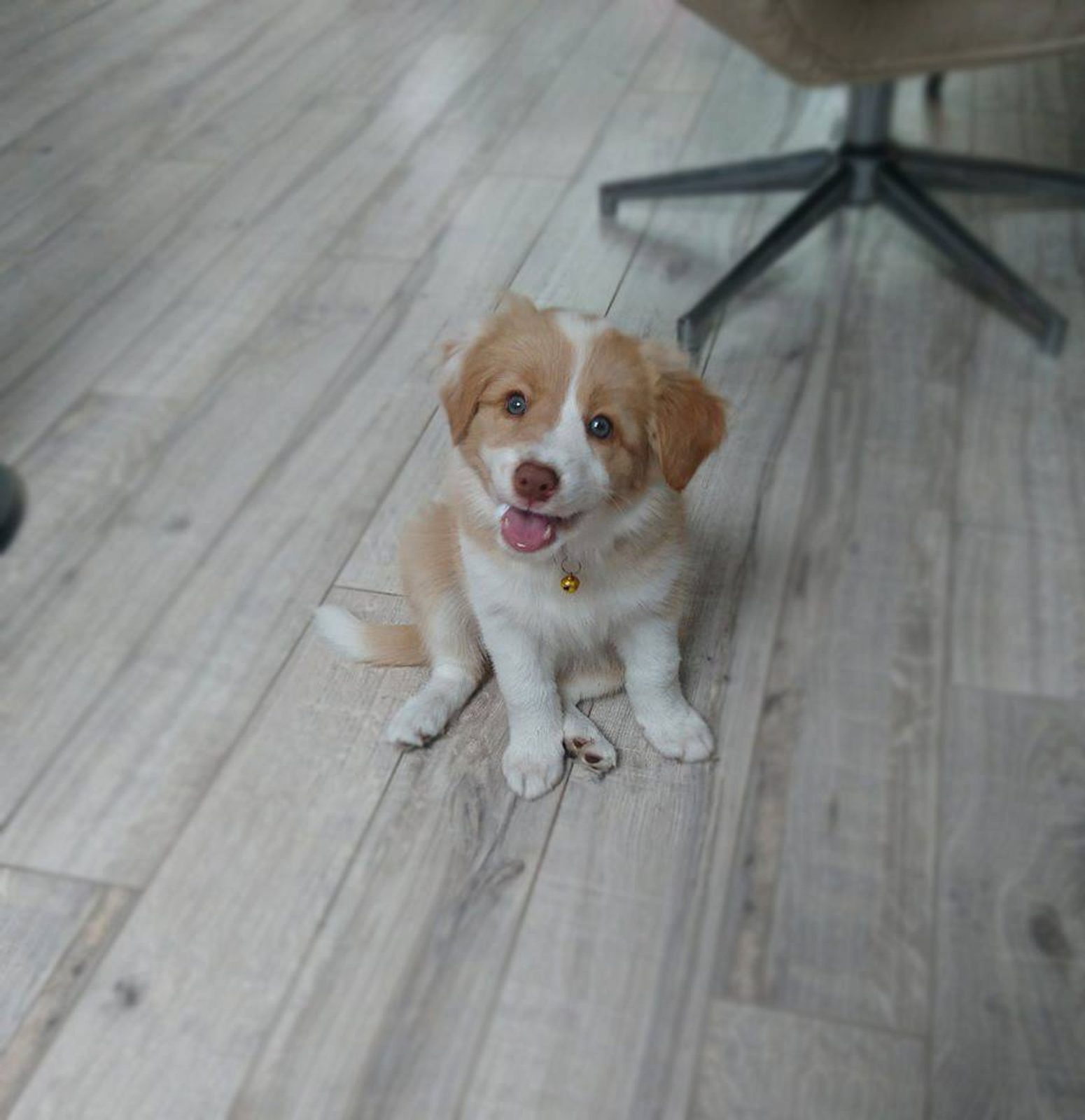 Border Collie Breeder Ontario | Willowcreek Border Collies