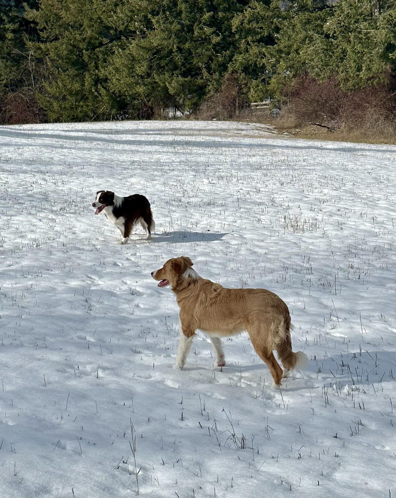 Available Border Collie Puppies