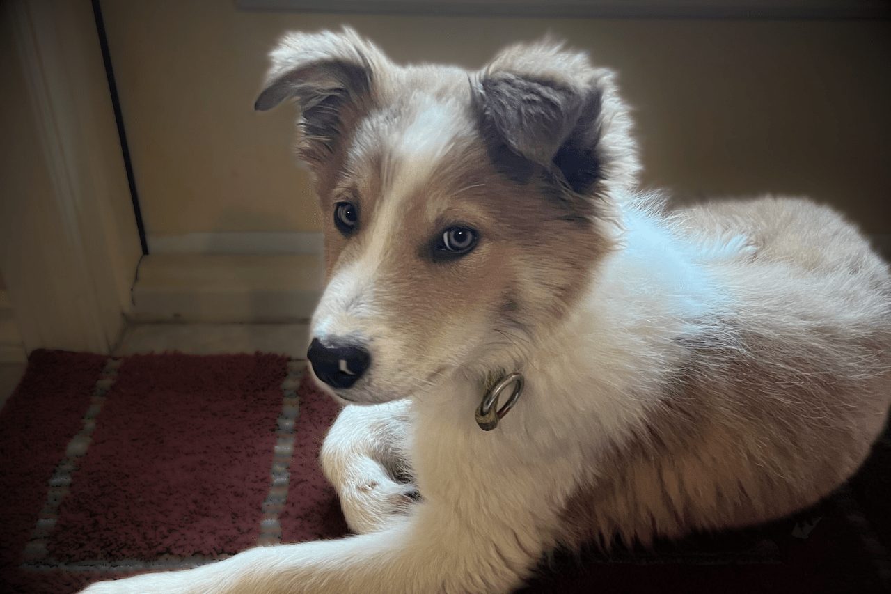 Willowcreek Border Collies | Border Collie Breeders in Canada